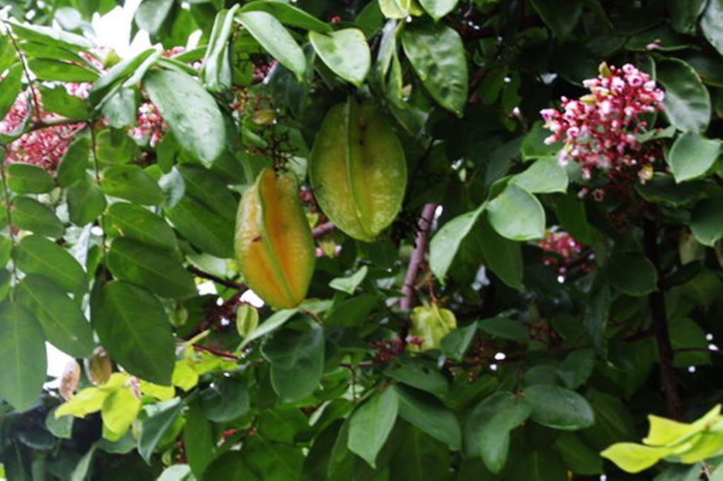 Pousada Sitio Paraiso Itacaré Exteriör bild