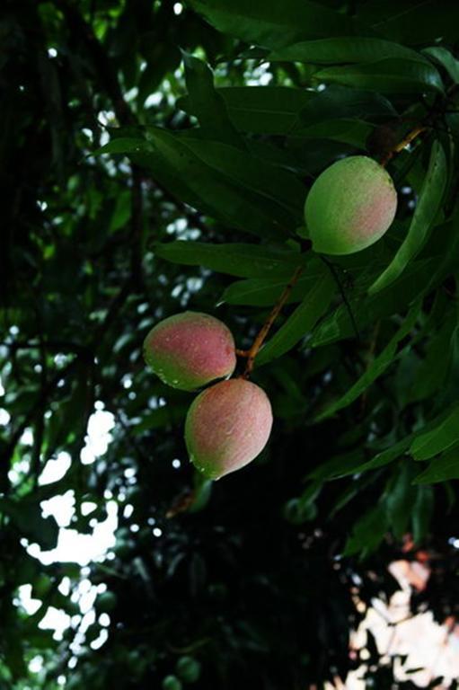 Pousada Sitio Paraiso Itacaré Exteriör bild