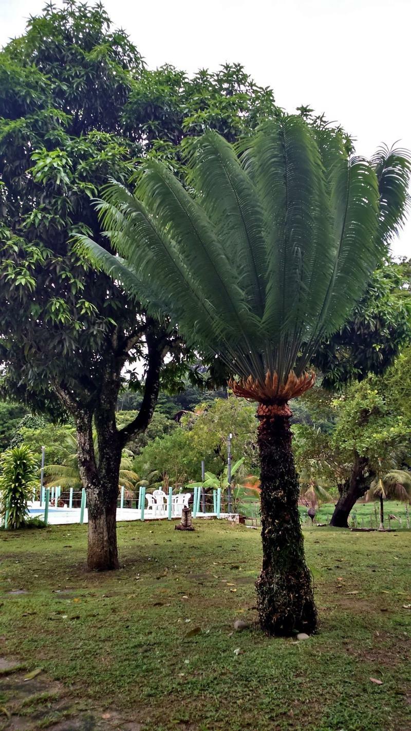 Pousada Sitio Paraiso Itacaré Exteriör bild